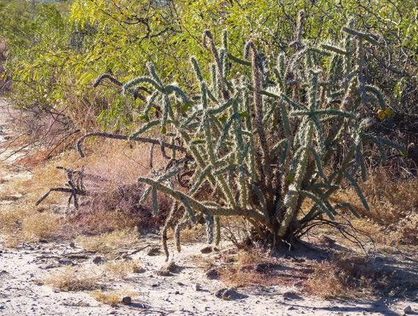 Cactus and bush