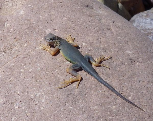 Lizard sunning on a rock