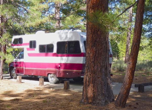 RV in campsite with pines