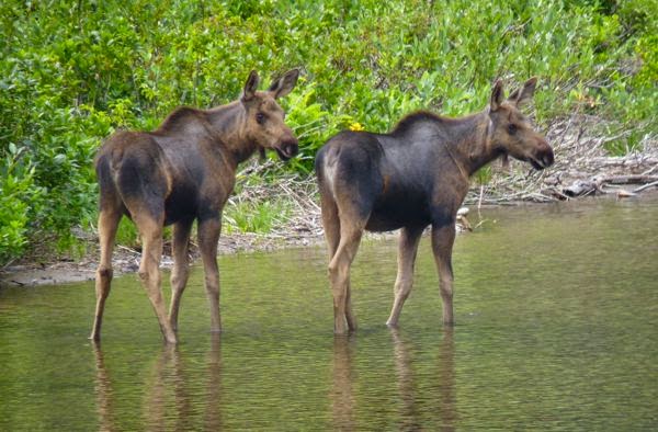 Two young moose in stream