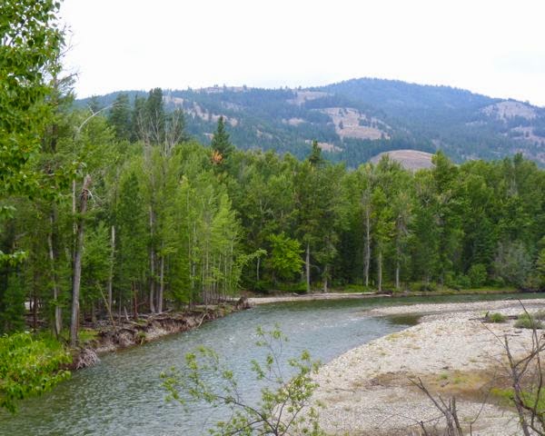 River, pines, mountain