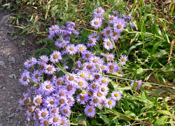 Violet wildflowers