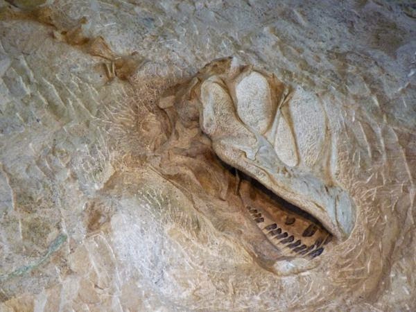 Close-up of dino head fossil