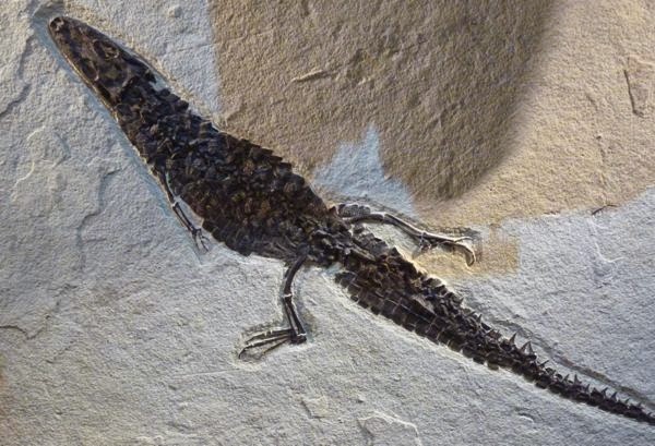 Small gator fossil