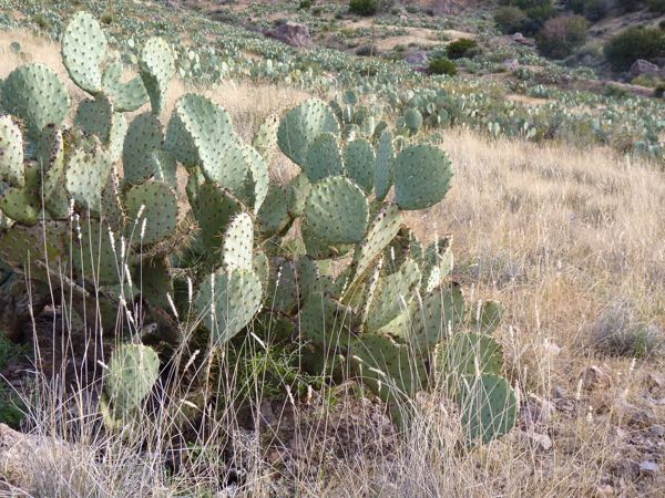 Prickly pear field