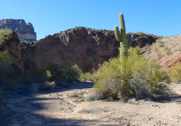 Saguaro cactus and cliff