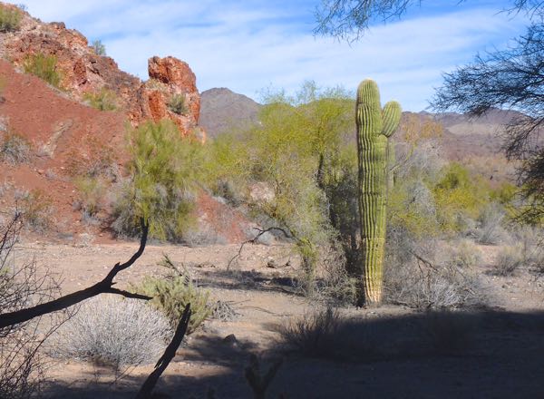Saguaro cactus, and rock shape