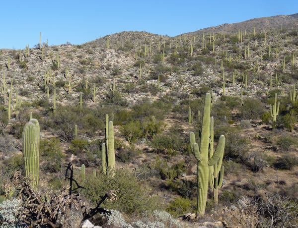 Desert with lots of saguaro cacti