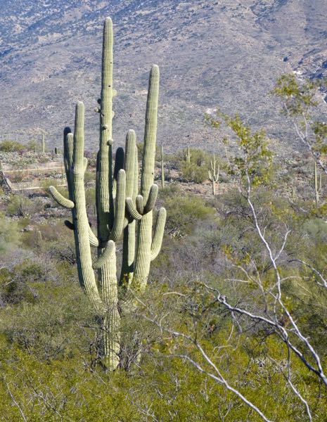 Multi-armed saguaro cactus