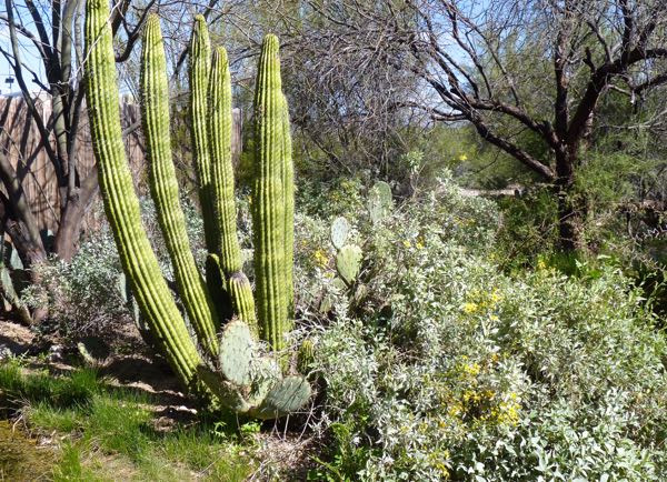 Organ Pipe cactus and bushes