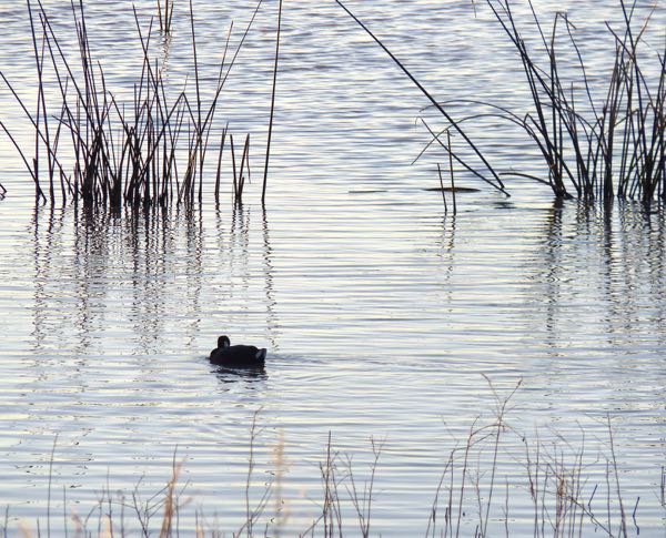 Duck, water, reeds