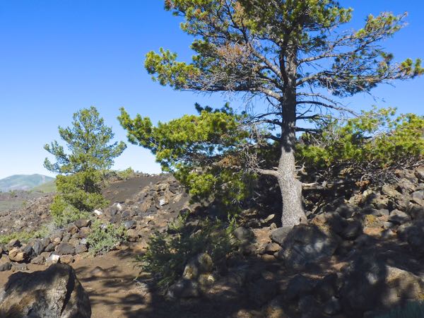 Tree, lava rocks, hills