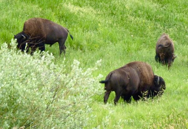 Bison, grass