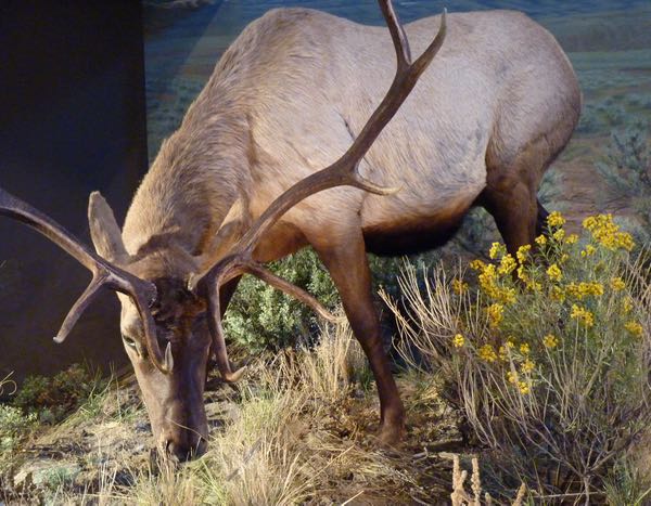Draper display of elk