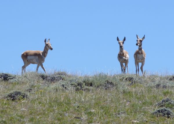 Antelope on hill