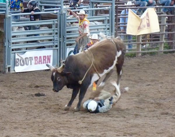 Bull bucking, cowboy falling