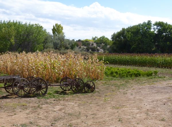 Garden, corn, plants, wagons