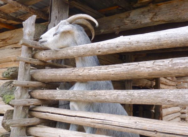 Goat, fence