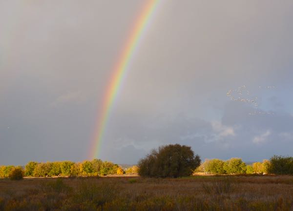 Rainbow, birds, trees