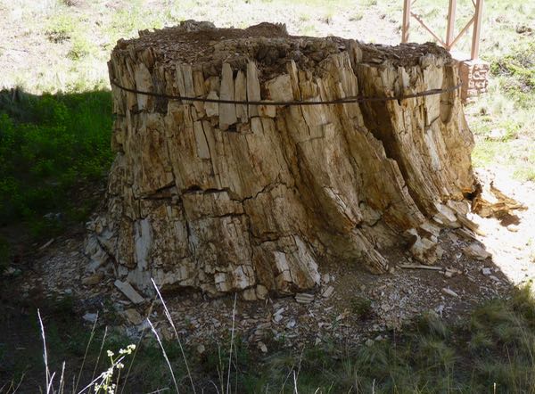 Fossil stump