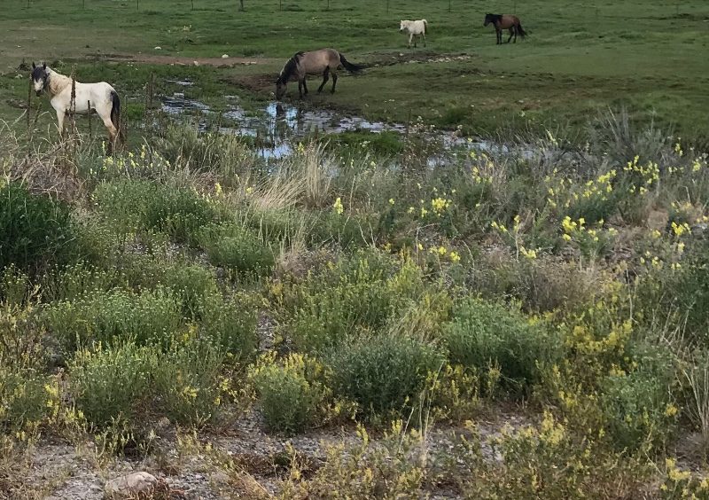 Horses in New Mexico
