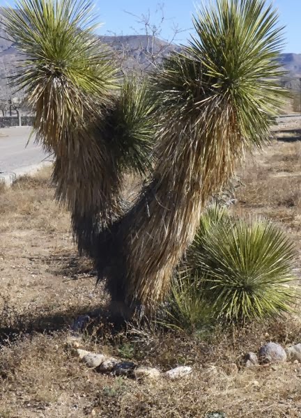 Tall cactus