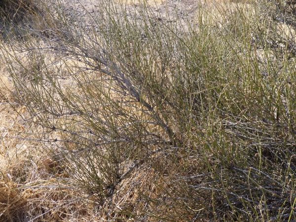 Desert bush