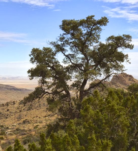 Tree overlooking desert valley