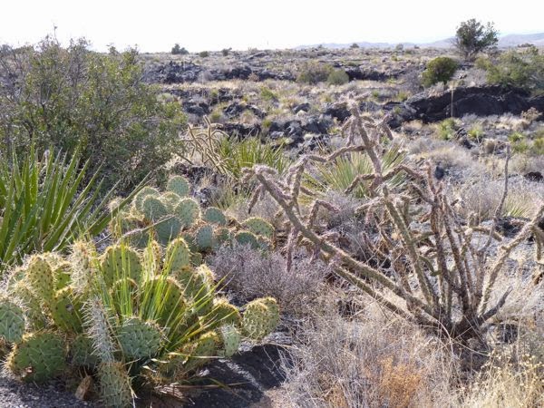 Cacti, lava, brush
