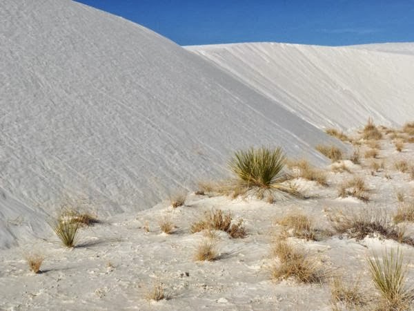 Tall sand dunes and plants