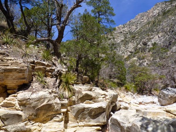 Rocks, trees, canyon