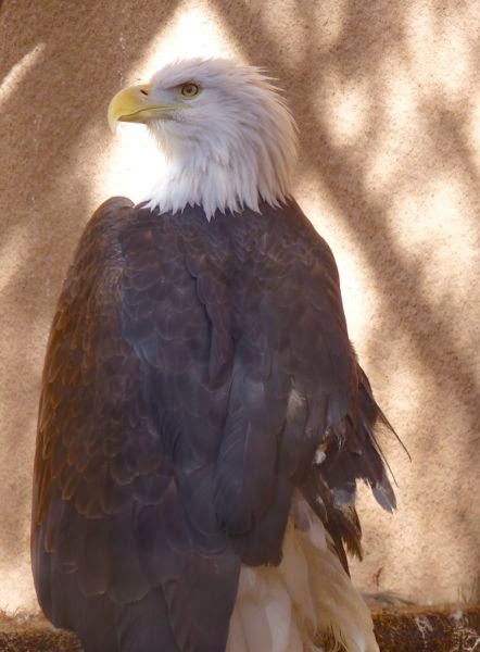 Bald eagle in captivity