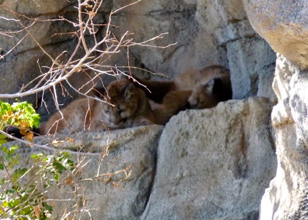 Pumas on a ledge