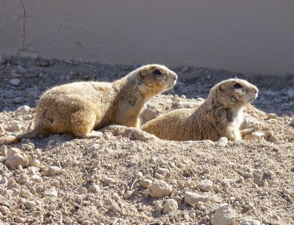 Two prairie dogs on a mound