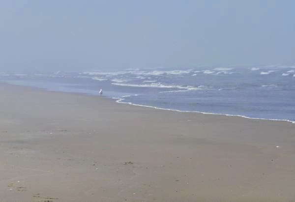 Foggy beach on the Pacific