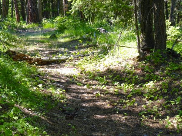 Wagon path in the forest