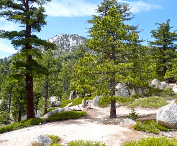 Large rocks and pine trees