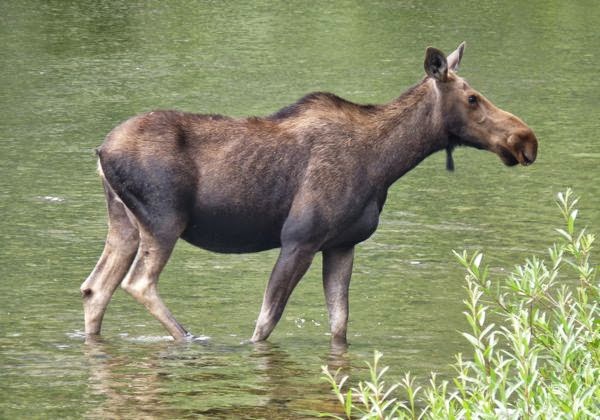 Moose standing in water