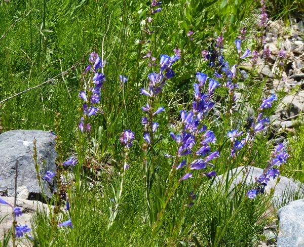 Violet wildflowers