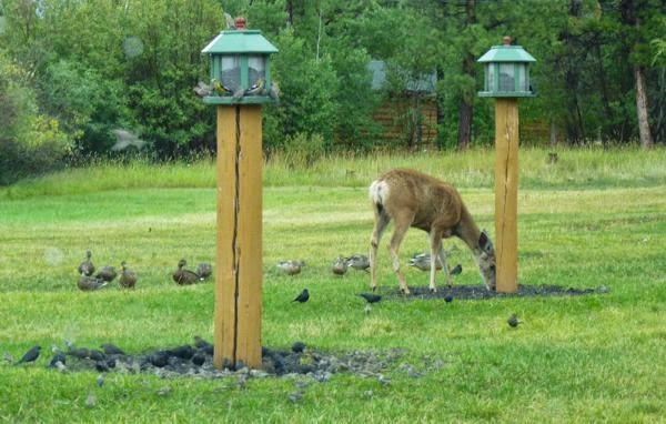 Deer feeding by lodge