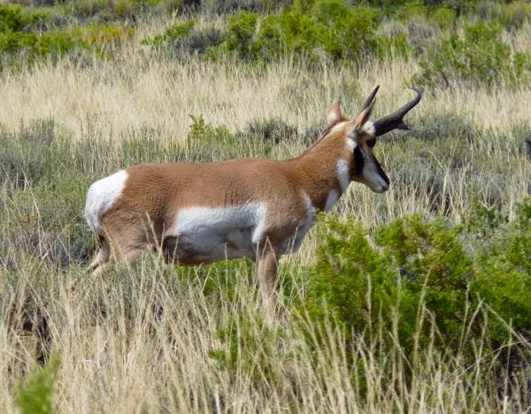 Antelope posing in high grass