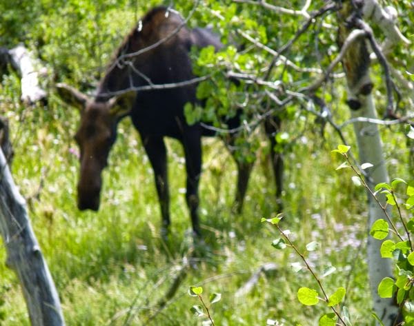 Moose standing amid trees