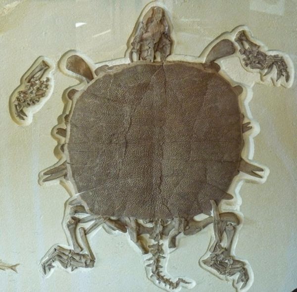 Close-up of turtle fossil