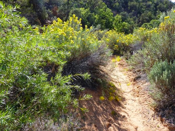Trail lined with yellow flowers