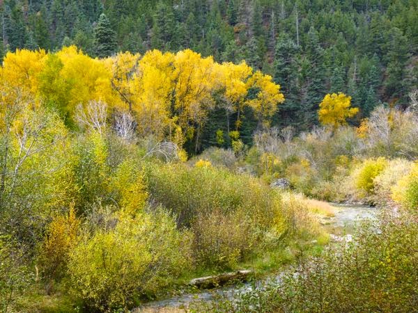 Golden trees in Red River Canyon
