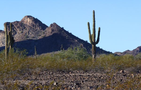 Mountain with saguaro cactus