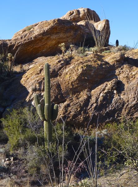 Rocks with saguaro, ocotillo and others