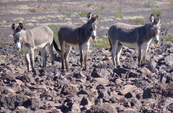 Three burros in the desert