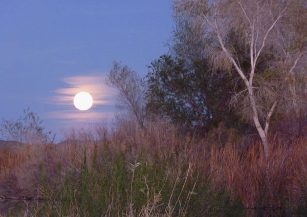 Evening moon, trees