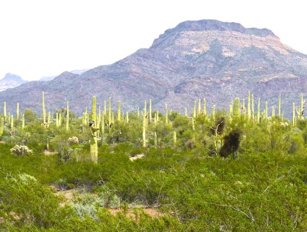 Mountain beyond desert cacti